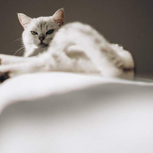 Photo #12207252