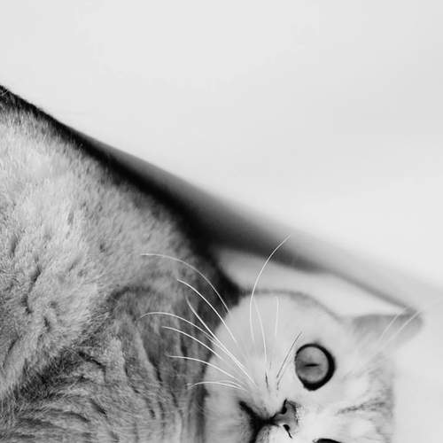 Photo #12207263