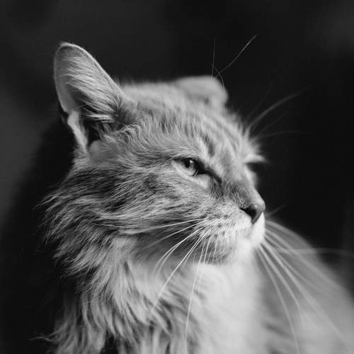 Photo #12207463