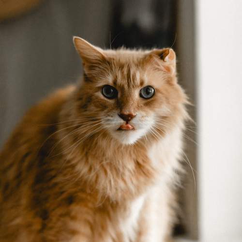 Photo #12207464