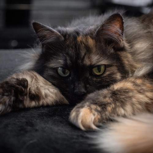 Photo #12207466