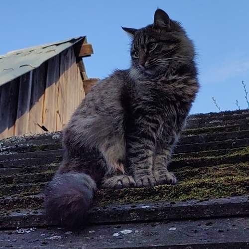 Майский кот
