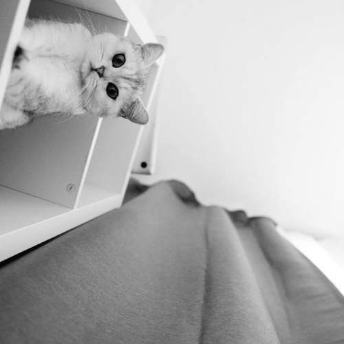 Photo #12207503