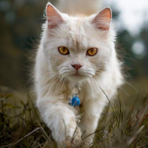 Photo #12207848
