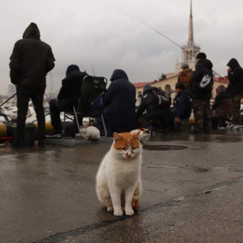 Котики Сочи
