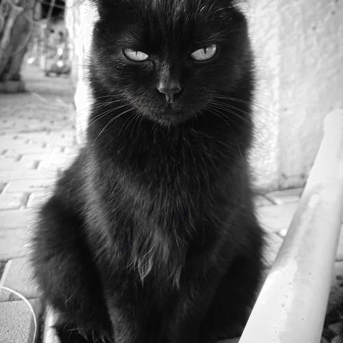 Photo #12208128