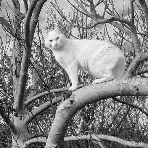 Photo #12208138