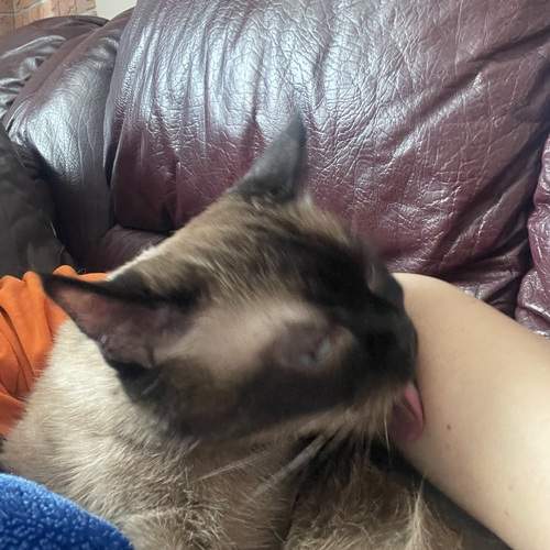 Photo #12208344