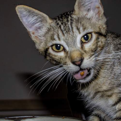 Photo #12208380