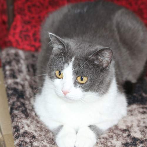 Photo #12208604