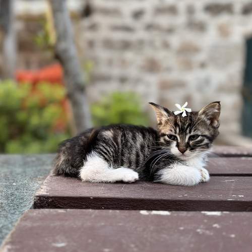 Photo #12208795