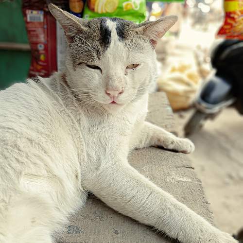 Photo #12209793