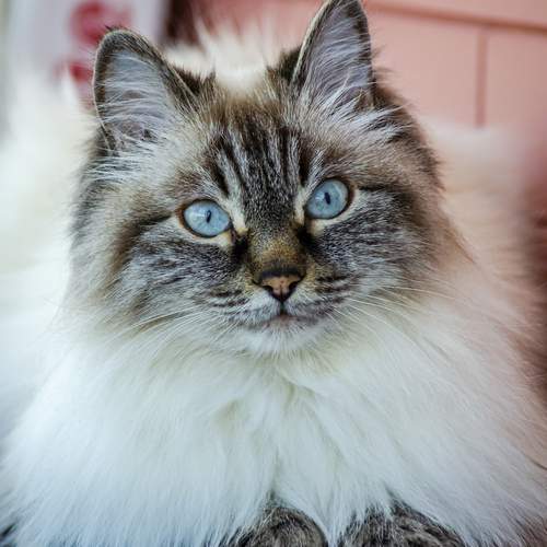 Photo #12210079