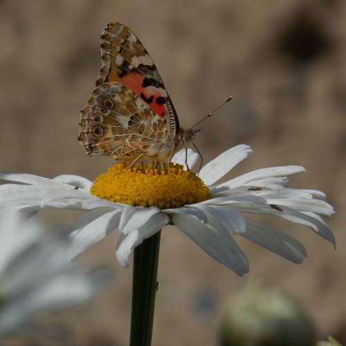 Photo #12210138