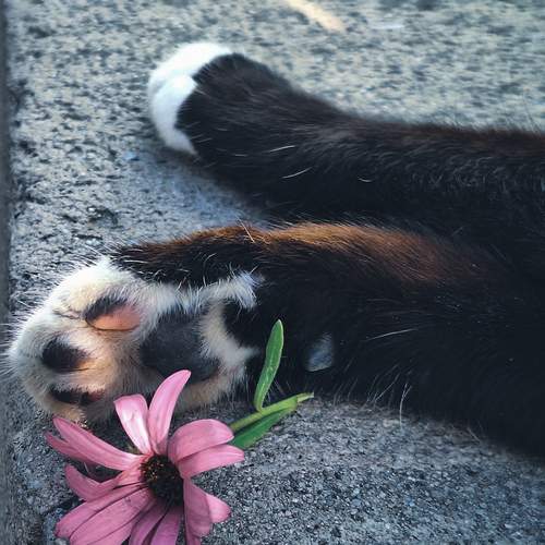 Photo #12210432