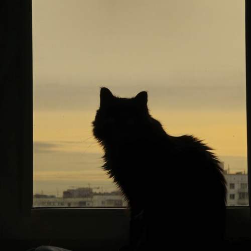 Photo #12210462