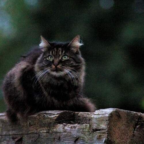 Photo #12210553