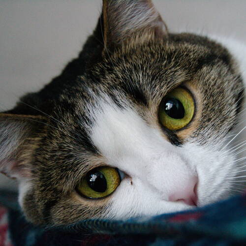 Photo #12210752