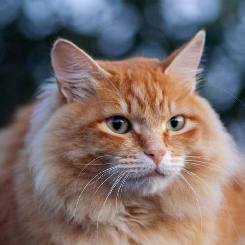Photo #12211039
