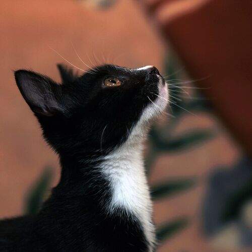 Photo #12211285