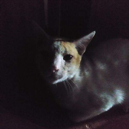 Photo #12211860