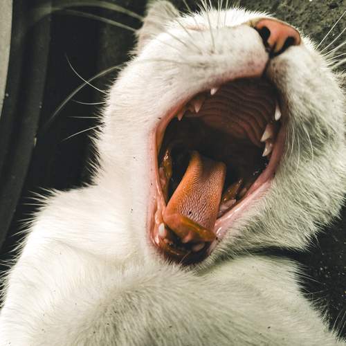 Photo #12212325