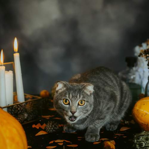 Photo #12212843