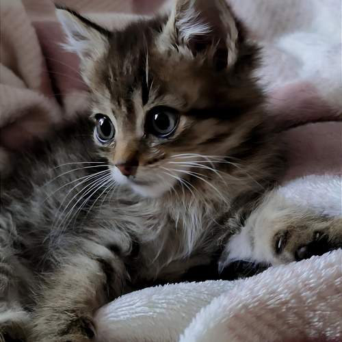 Photo #12213239