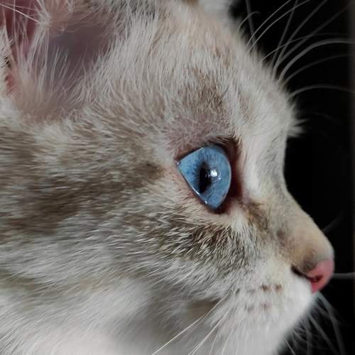Photo #12213250