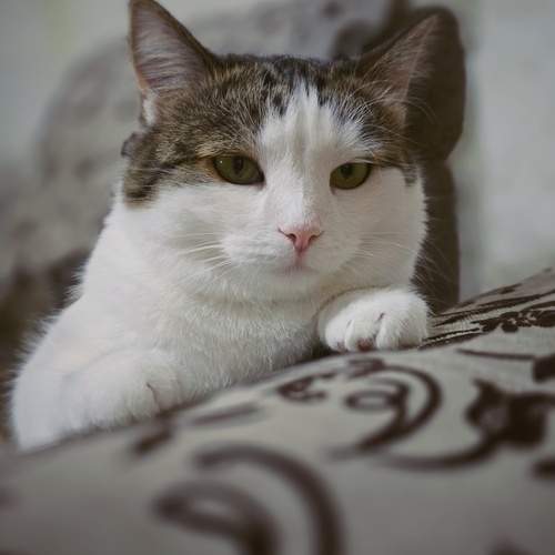 Photo #12213495