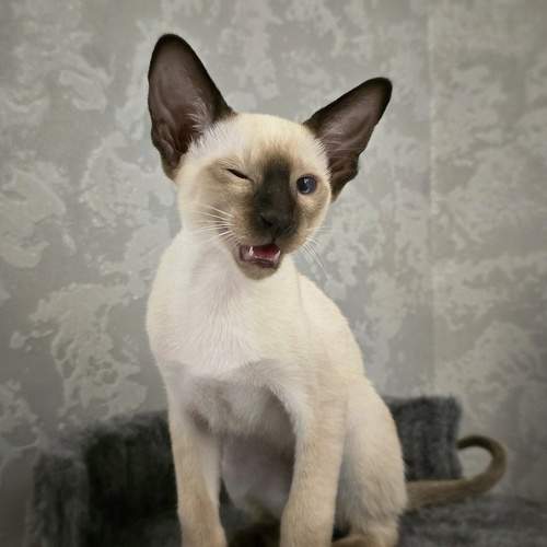 Photo #12213497