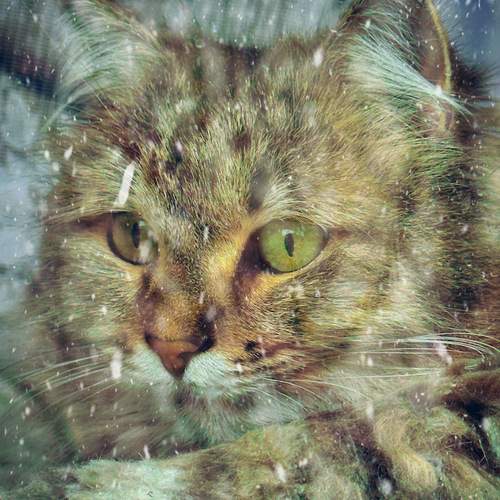 Photo #12213504
