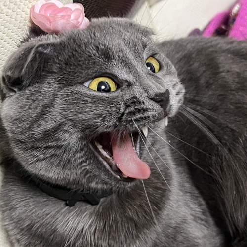 Photo #12213505