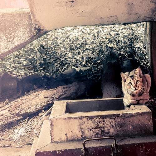 Photo #12213959