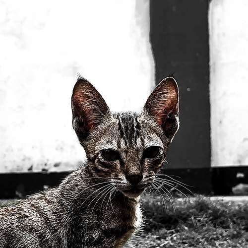 Photo #12214090