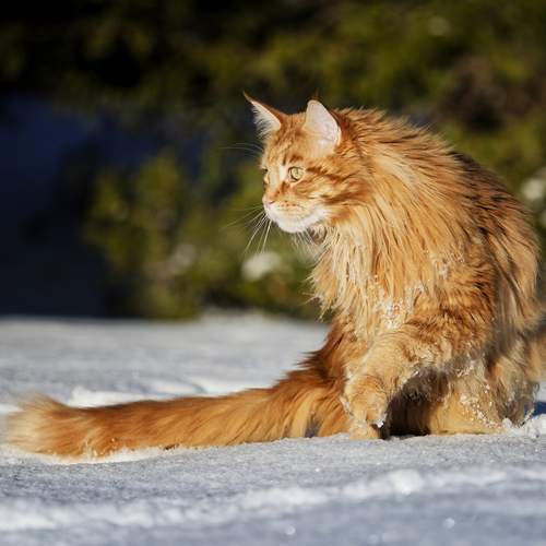 Photo #12214101
