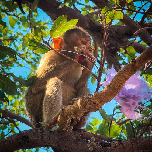 Monkey eating something