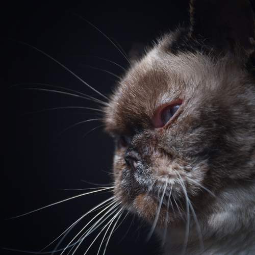Photo #12214358