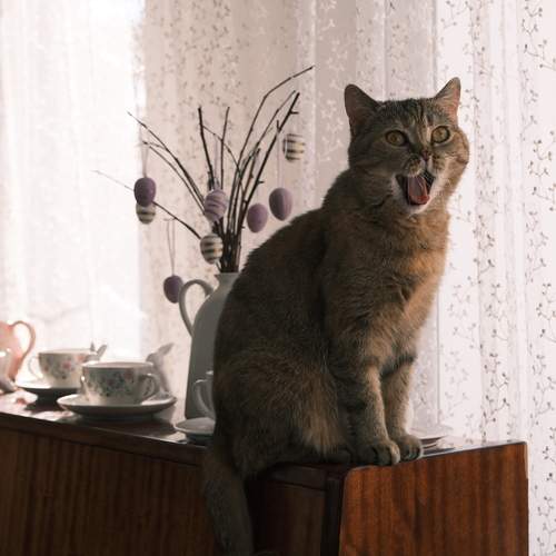 Photo #12214712