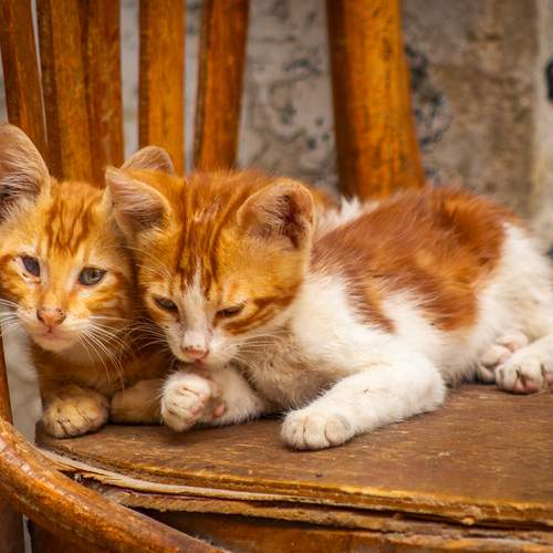 Photo #12214837
