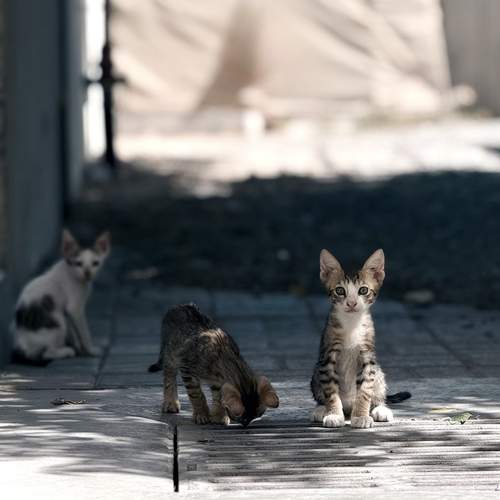Photo #12215175