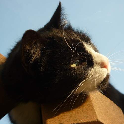 Photo #12215623