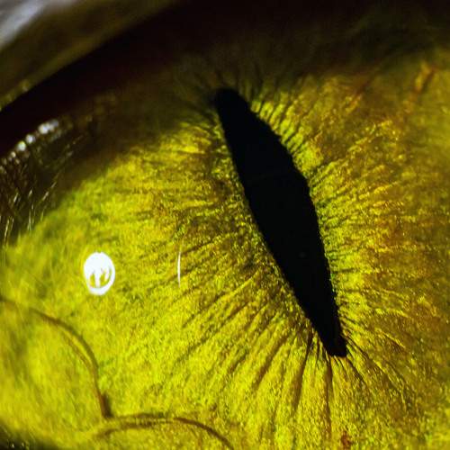 Photo #12215931