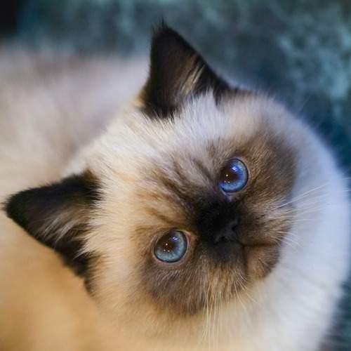 Photo #12215949
