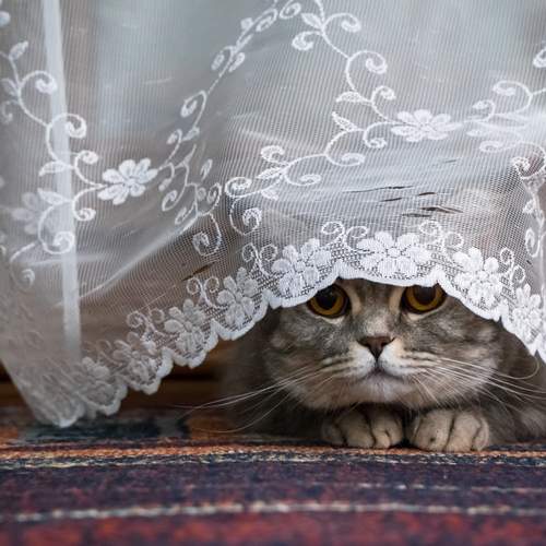 Photo #12215981