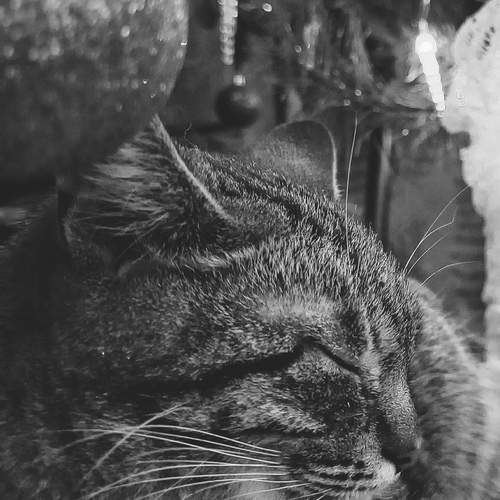 Photo #12215988