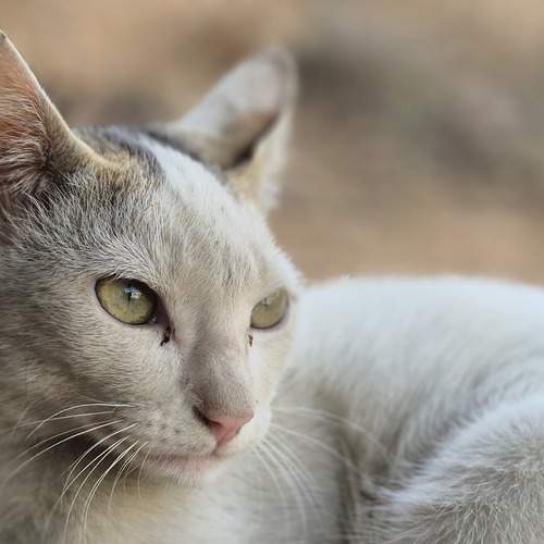 Photo #12216153