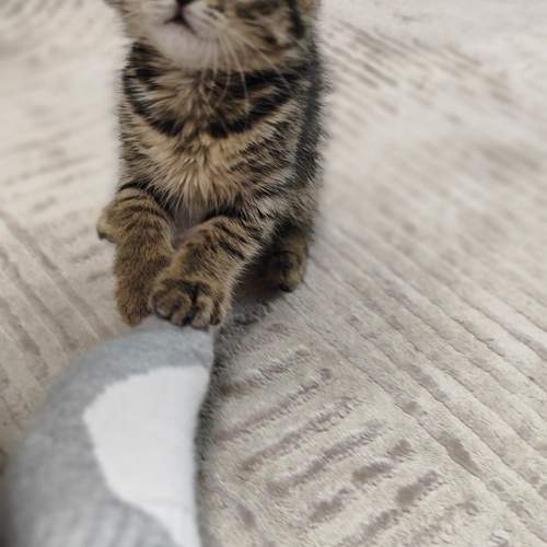 Photo #12217385