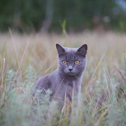 Photo #12217823