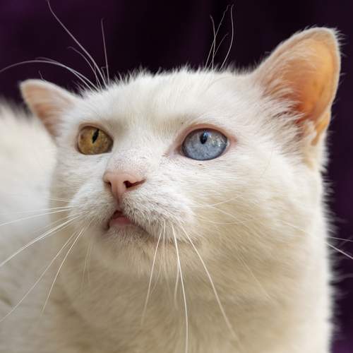 Photo #12218173